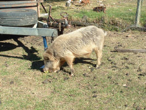 theboar.jpg