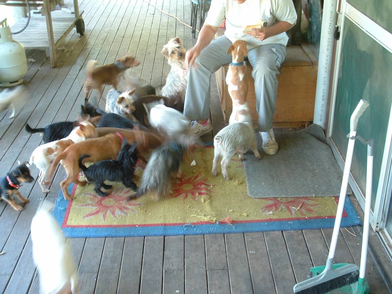 pigsanddogs.jpg