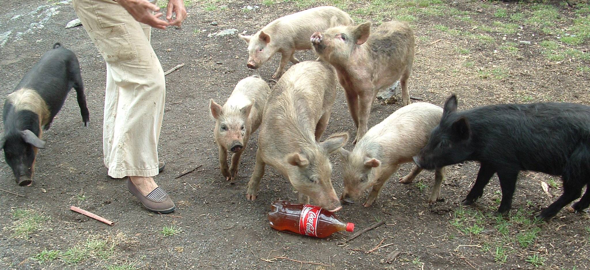pigsaroundcokebottle.jpg
