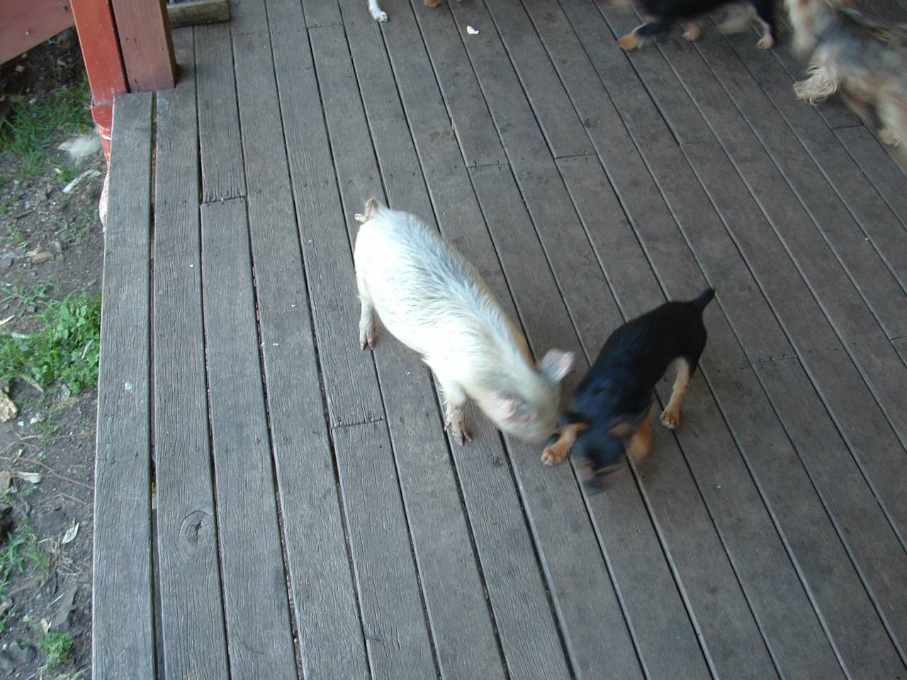 thepigandtheduke.jpg